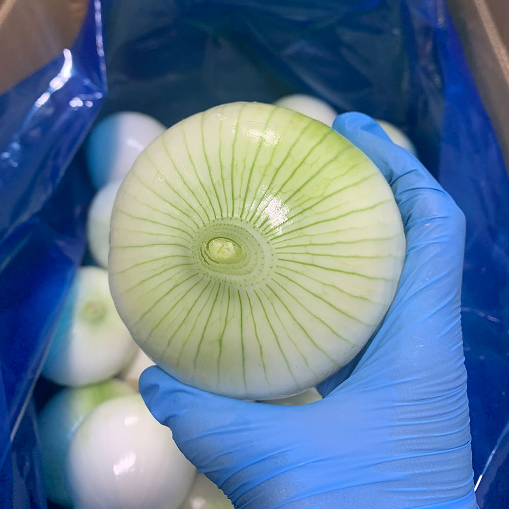 China Fresh Onion For Sale China Fresh Onion For Sale