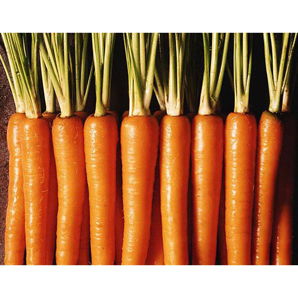 China Fresh Carrot For Sale China Fresh Carrot For Sale