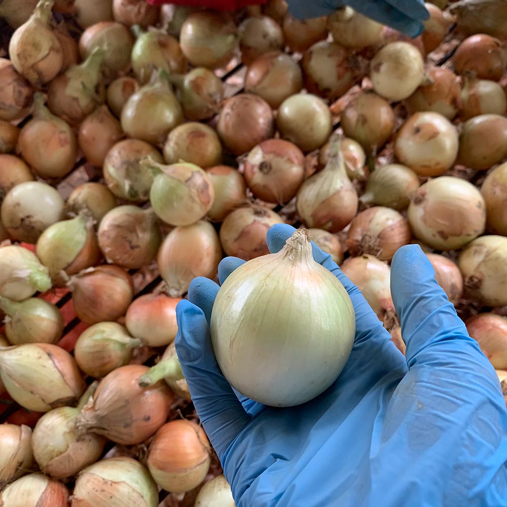 China Fresh Onion For Sale China Fresh Onion For Sale