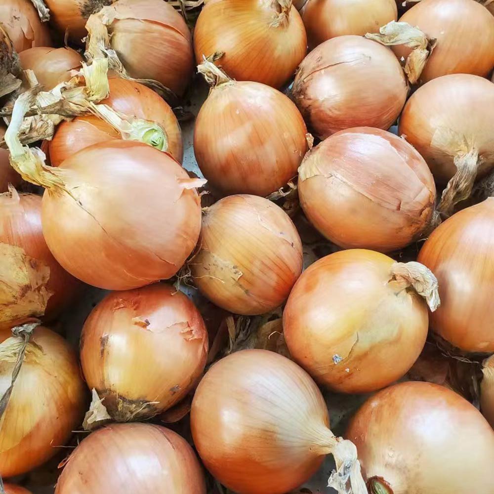 China Fresh Onion For Sale China Fresh Onion For Sale
