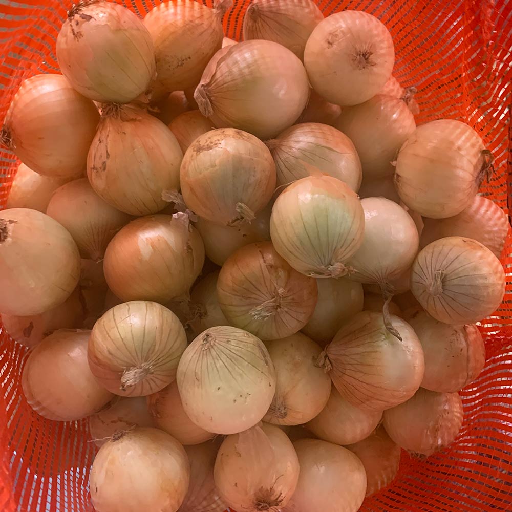 China Fresh Onion For Sale China Fresh Onion For Sale